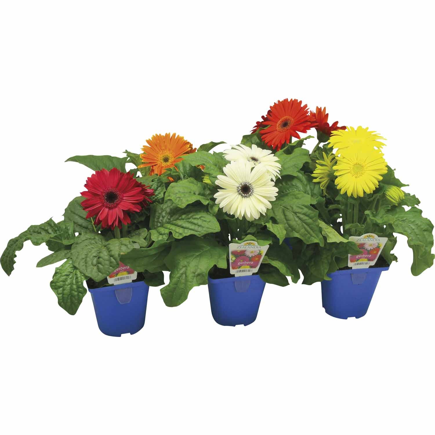 Bedding Gerbera