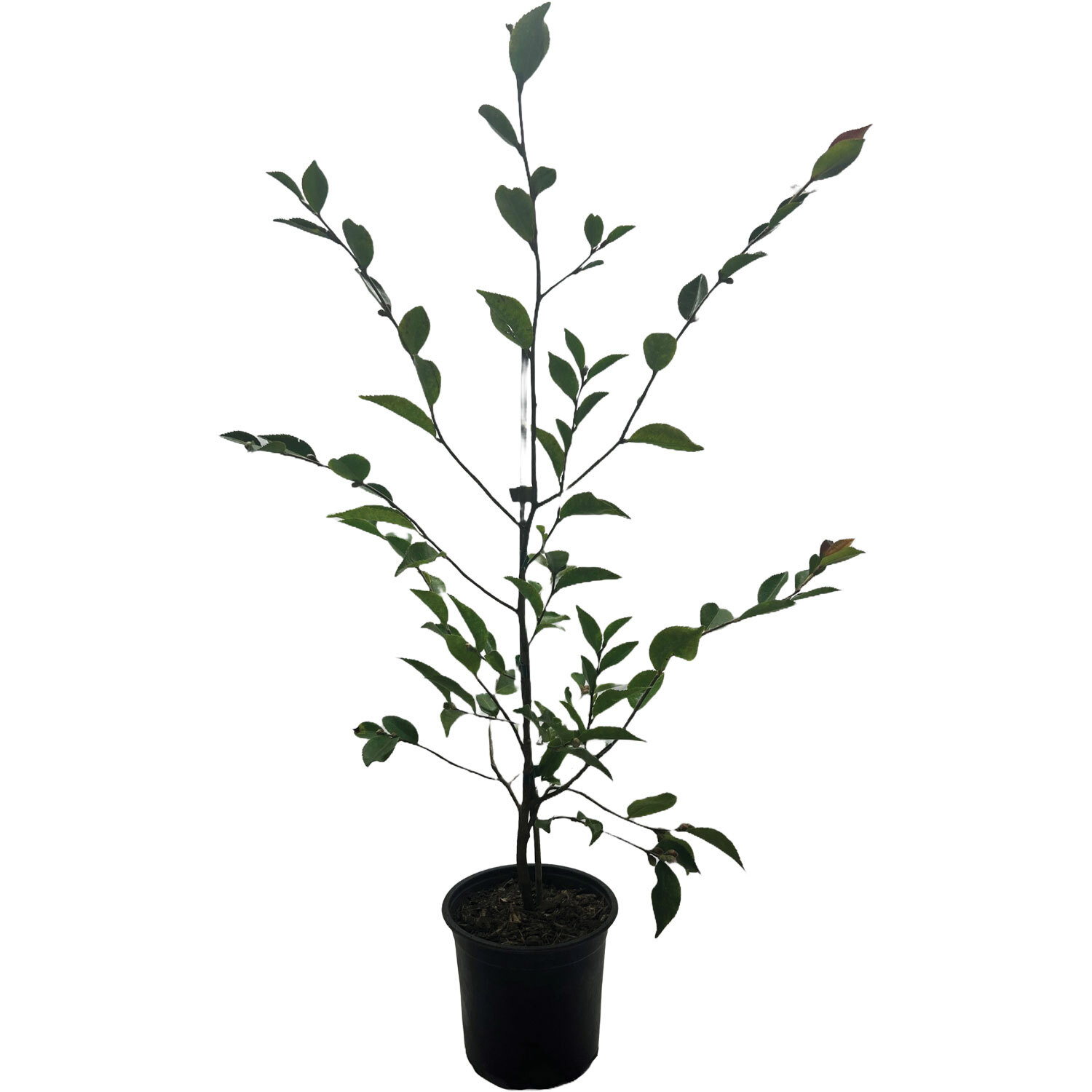 Camellia Sugar & Spice
