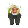 Onion Red Pack of 6