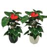 Anthurium Bugatti in Geometric Ceramic Pot