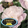 Paeony Double 'Gardenia'