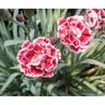 Dianthus Sugar Plum
