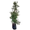 Callistemon Red Cluster 25L