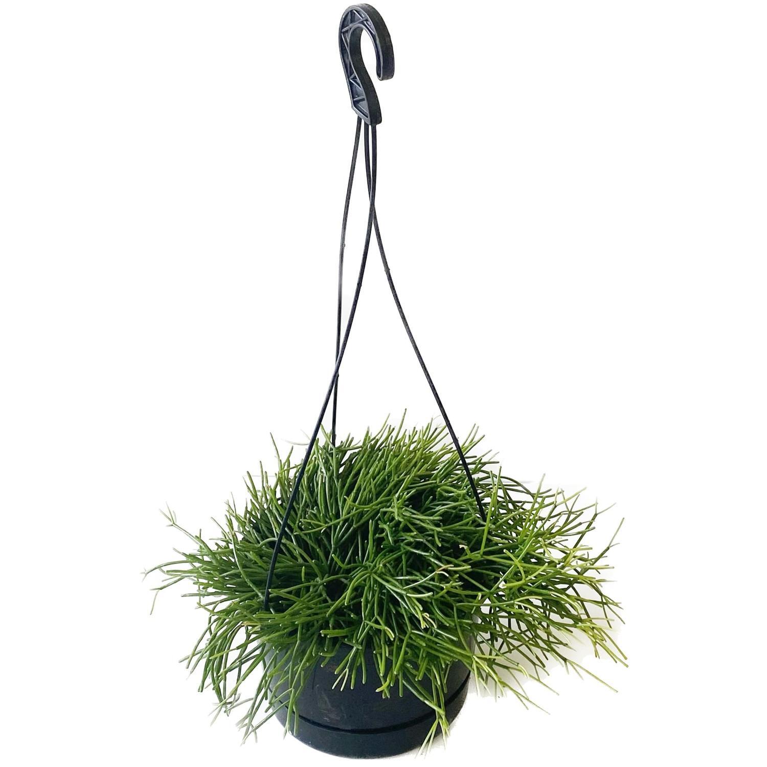 Rhipsalis Capilliformis 17.5cm