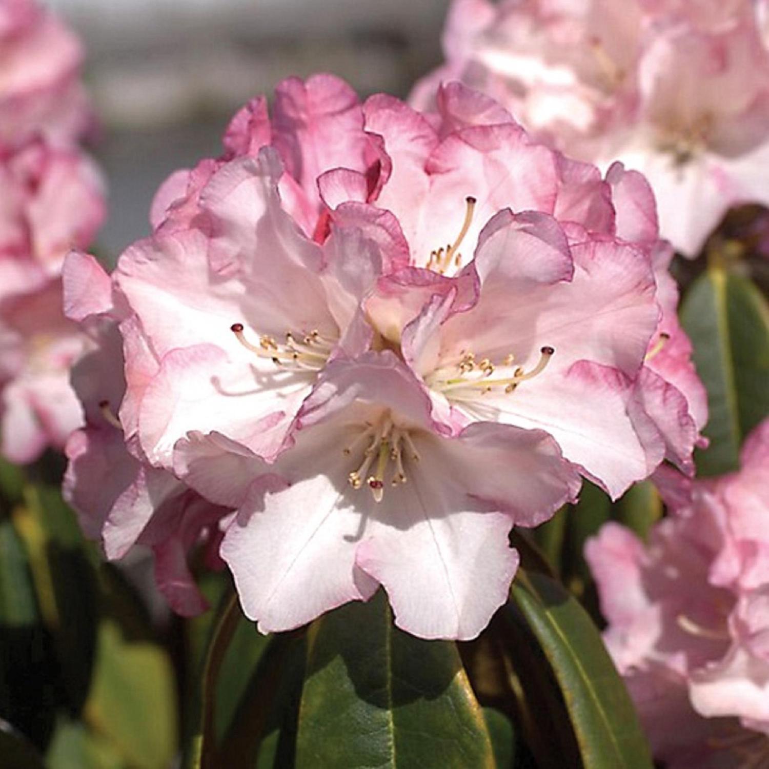 Rhododendron 'Hazel'
