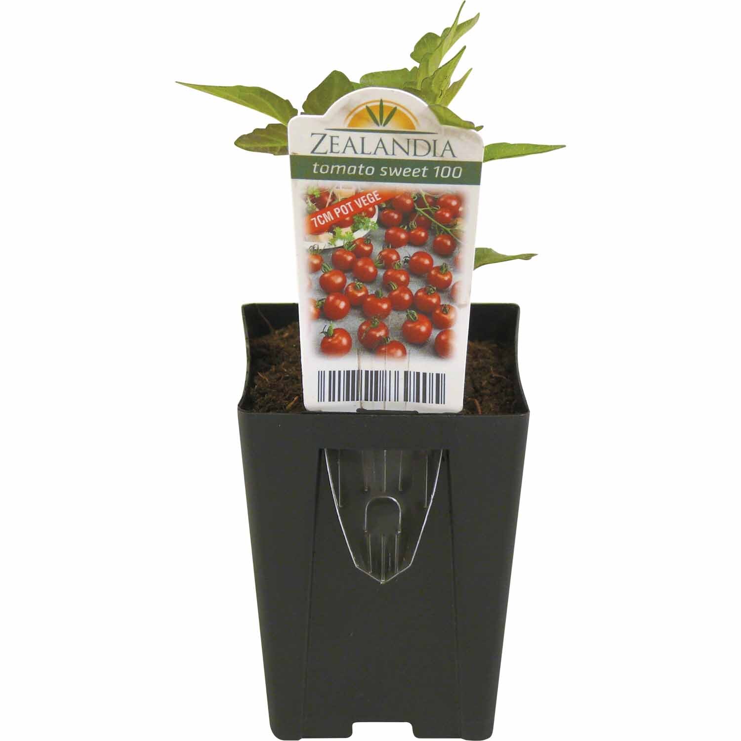 Tomato Sweet 100 Black