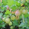 Gooseberry Farmer's Glory