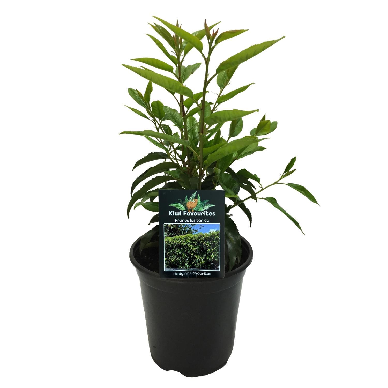 Prunus Lusitanica  15cm