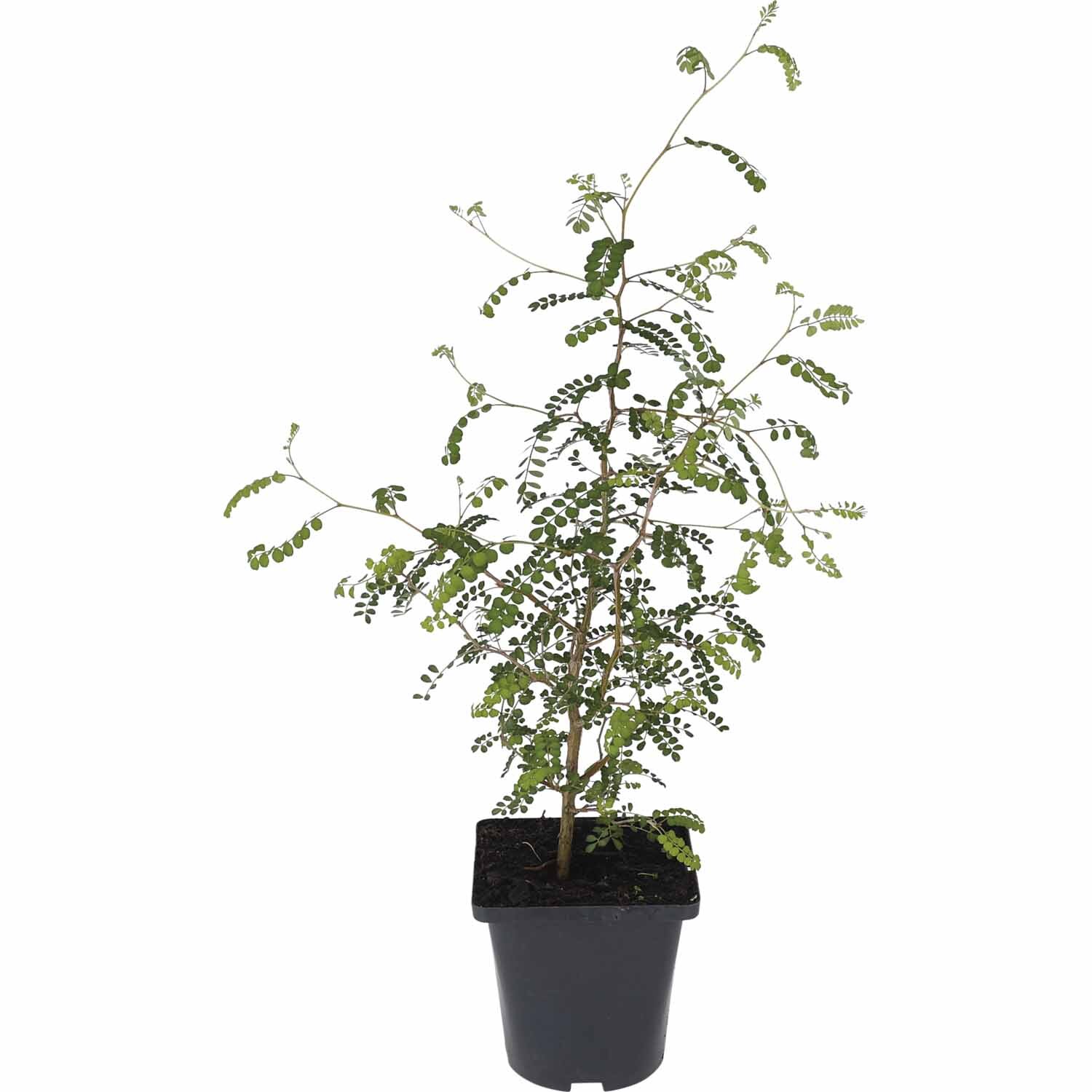 NZ Native  Sophora