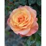 Rose Strawberry Blonde