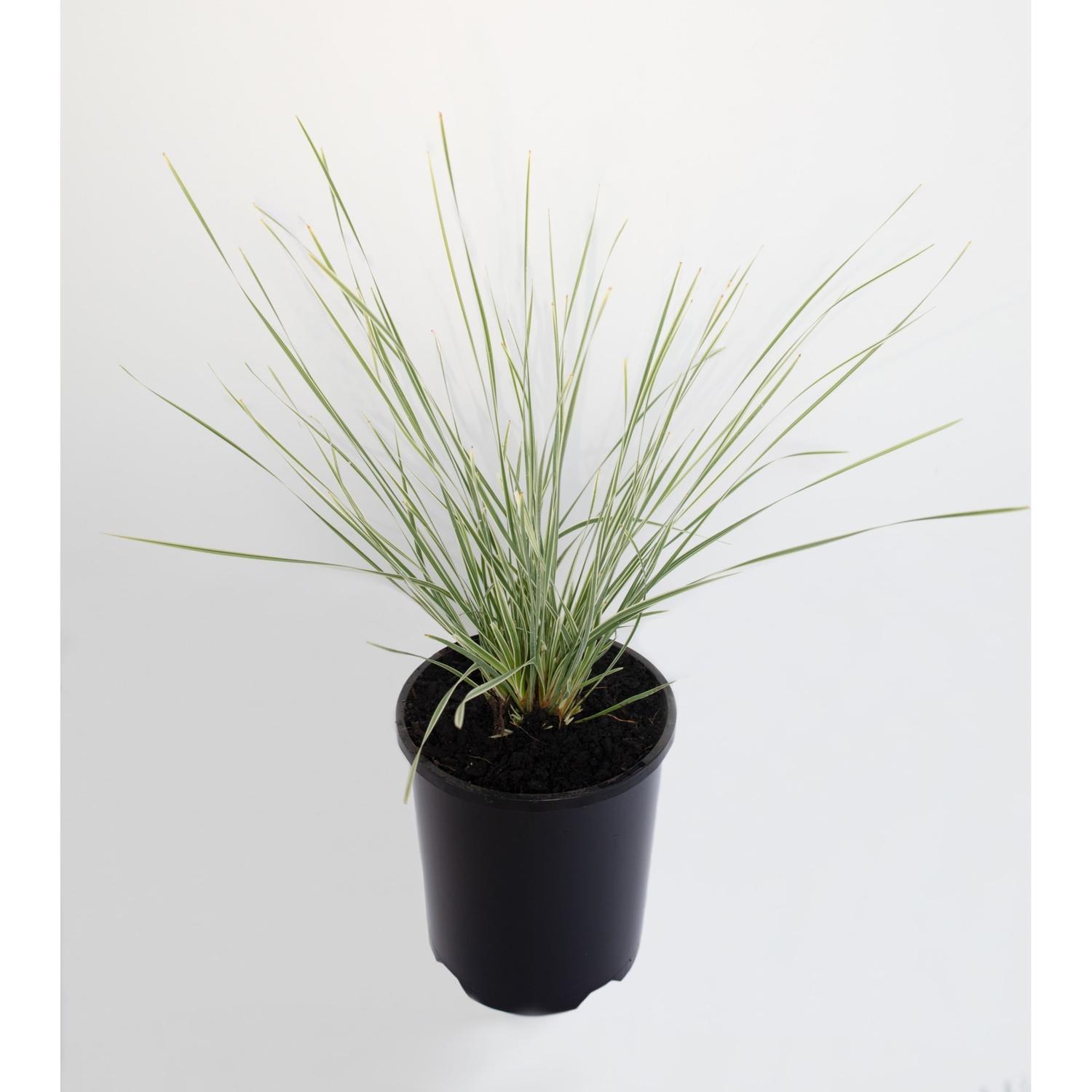 Lomandra Arctic Frost 1.5 litre Green