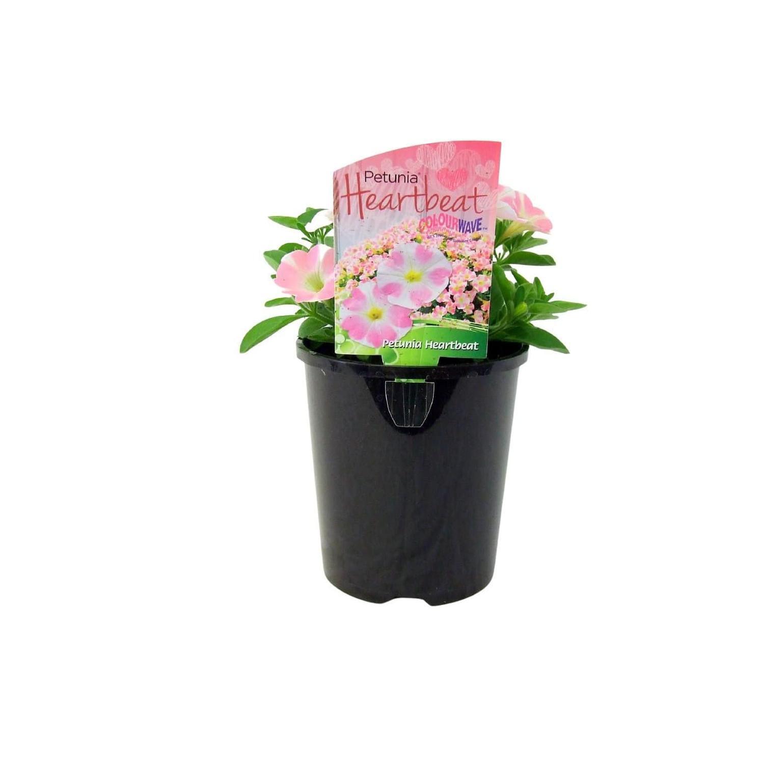 Petunia Heartbeat