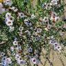 Lepospermum 'Tea Tree' Princess Anne 4L