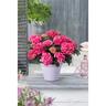 Hydrangea Tuxedo Red