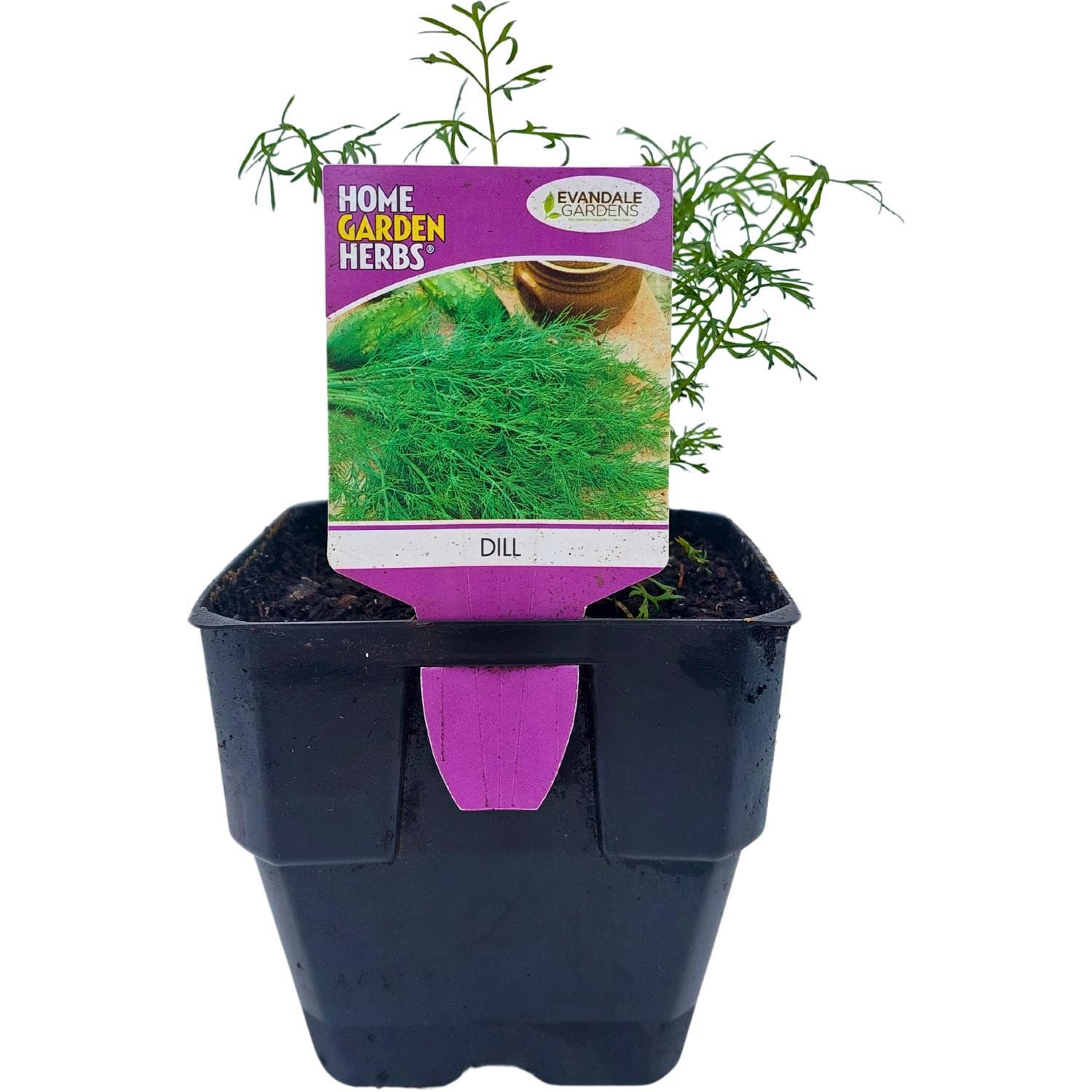 Dill
