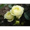 Rose Bush 4.7 litre Lemon