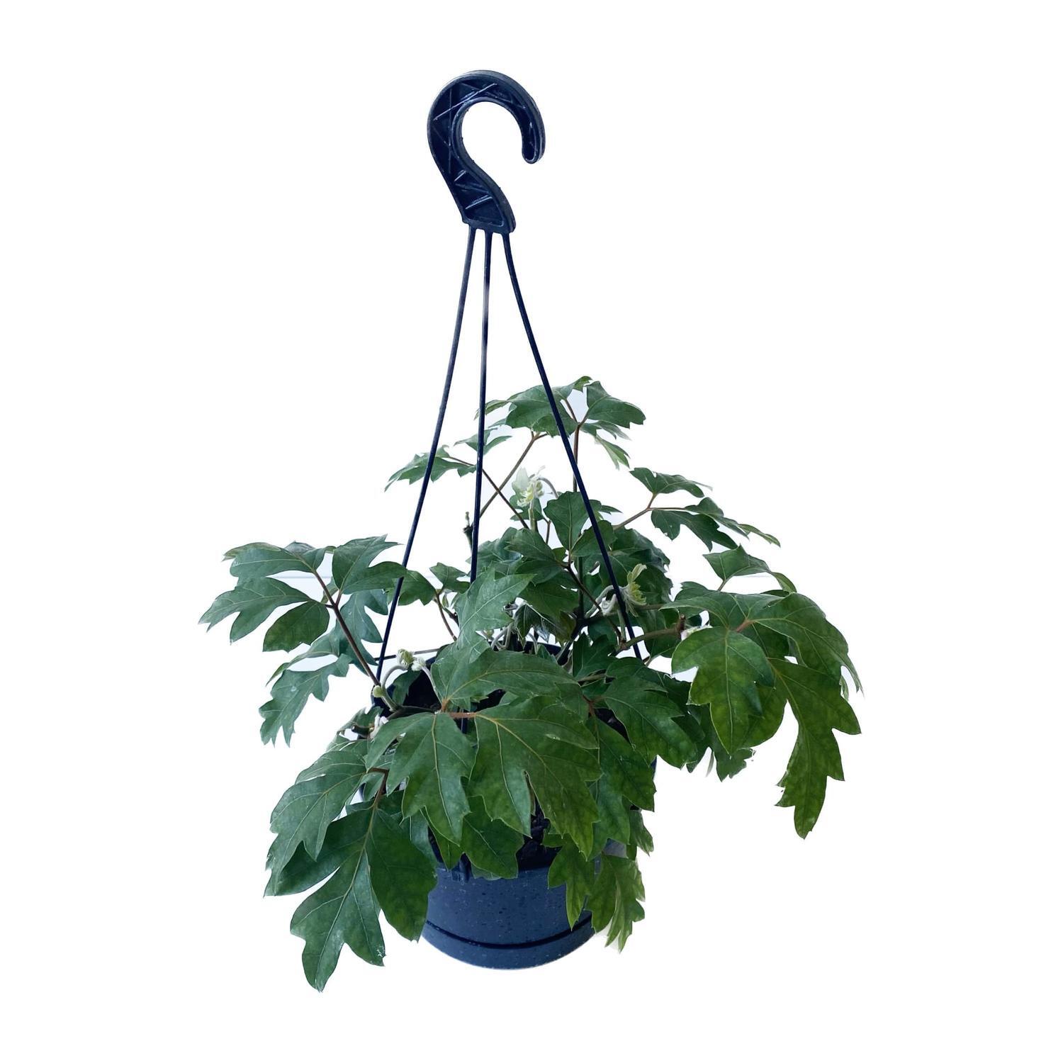 Cissus Ellen Basket 17.5cm
