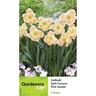 Daffodil Corona Pink Sorbet 5 Pack
