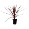 Cordyline Black Knight