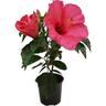 Flowering Hibiscus