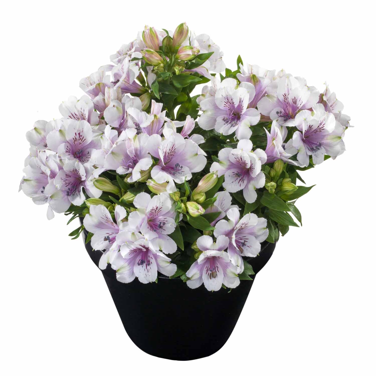 Alstroemeria Moon