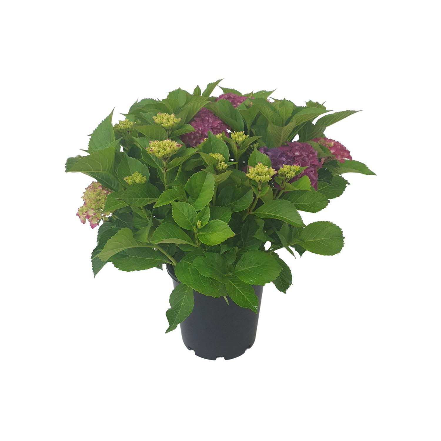 Hydrangea Saxon Red Dawn