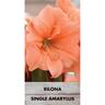 Amaryllis Hippeastrum Single 'Rilona'