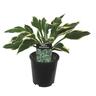 Hosta Minuteman