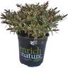 Hebe Marilyn Monroe 2.4 litre Mix