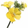 Nemesia Quince