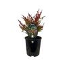 Nandina Obsession 1.9 Litre