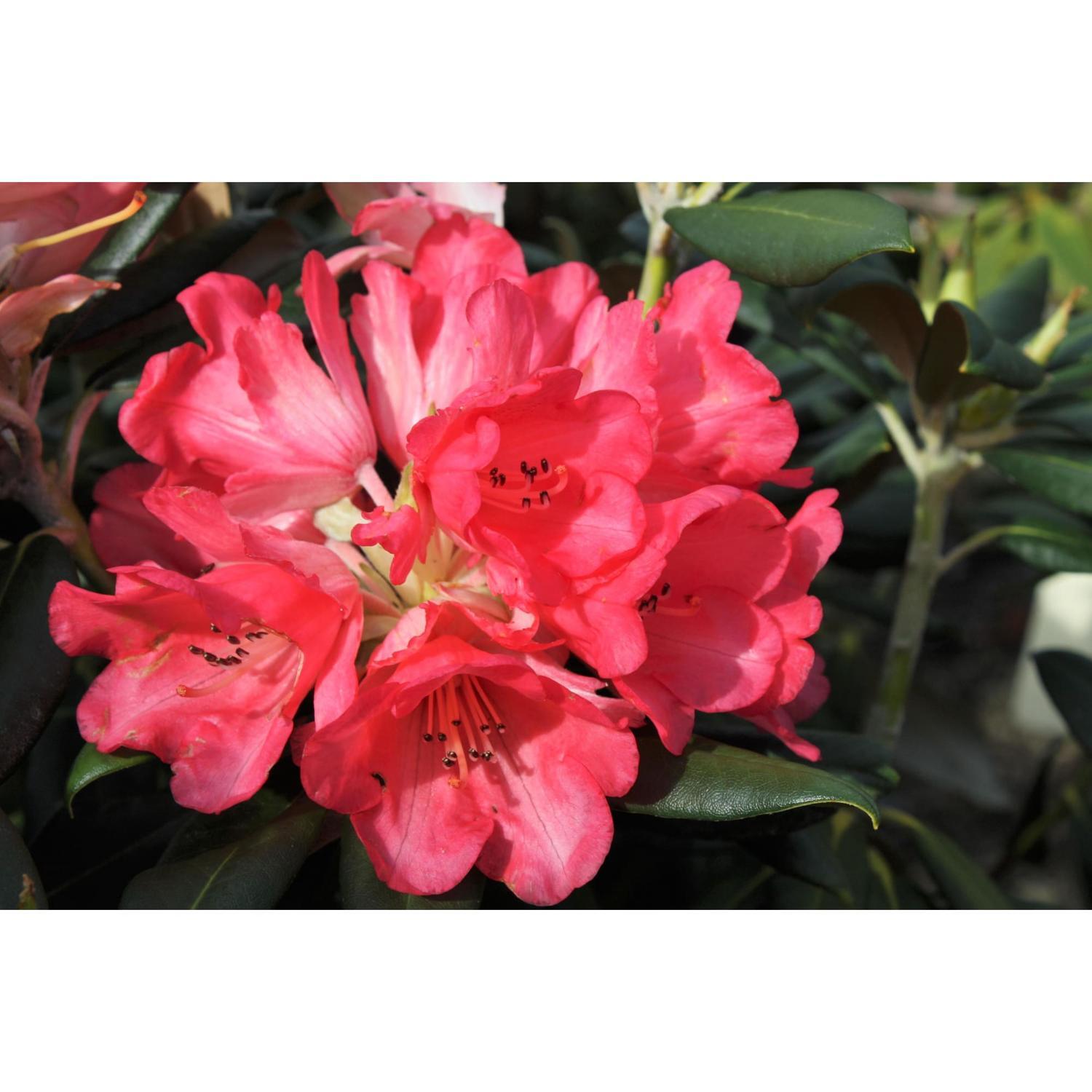 Rhododendron High Society