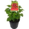 Raspberry Waiau 3 Litre Red