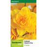 Daffodil Queensday