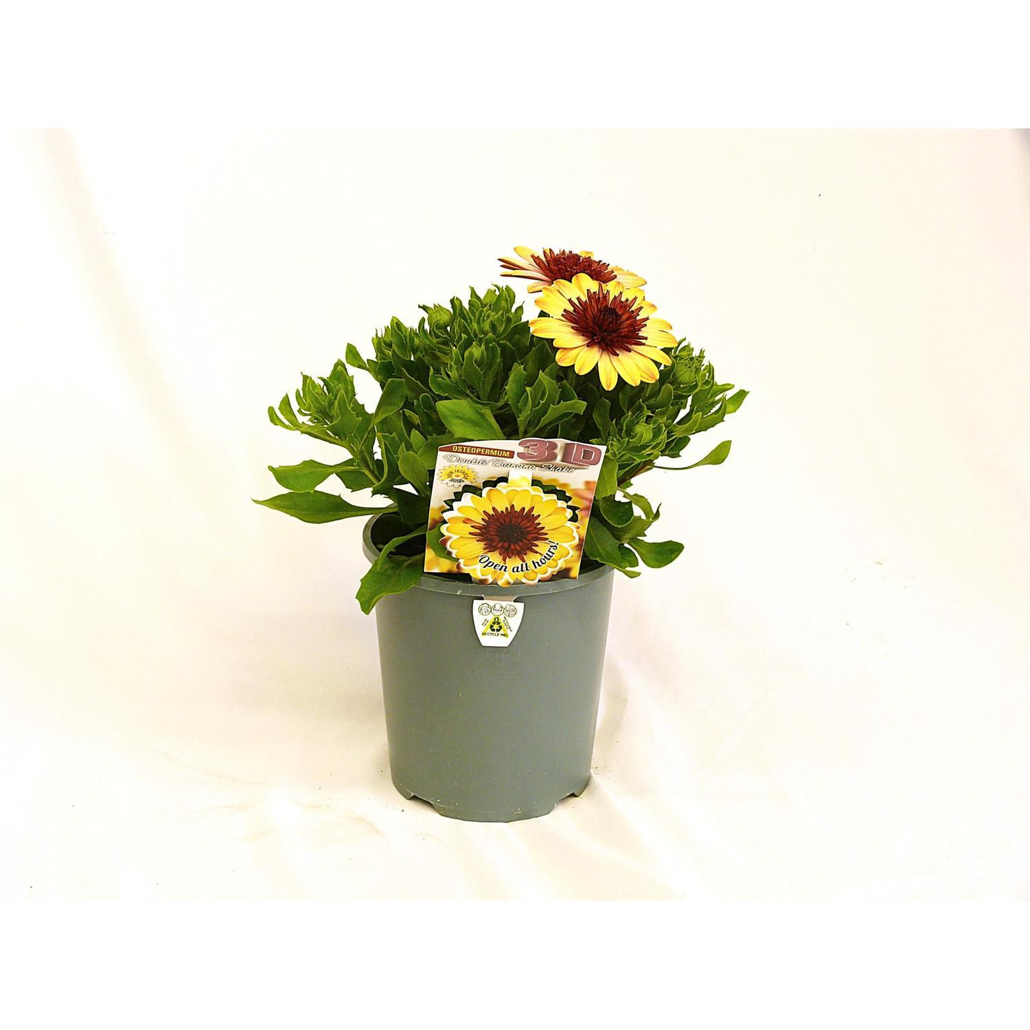 Osteospermum 3D Double Banana Shake 1.5 litre