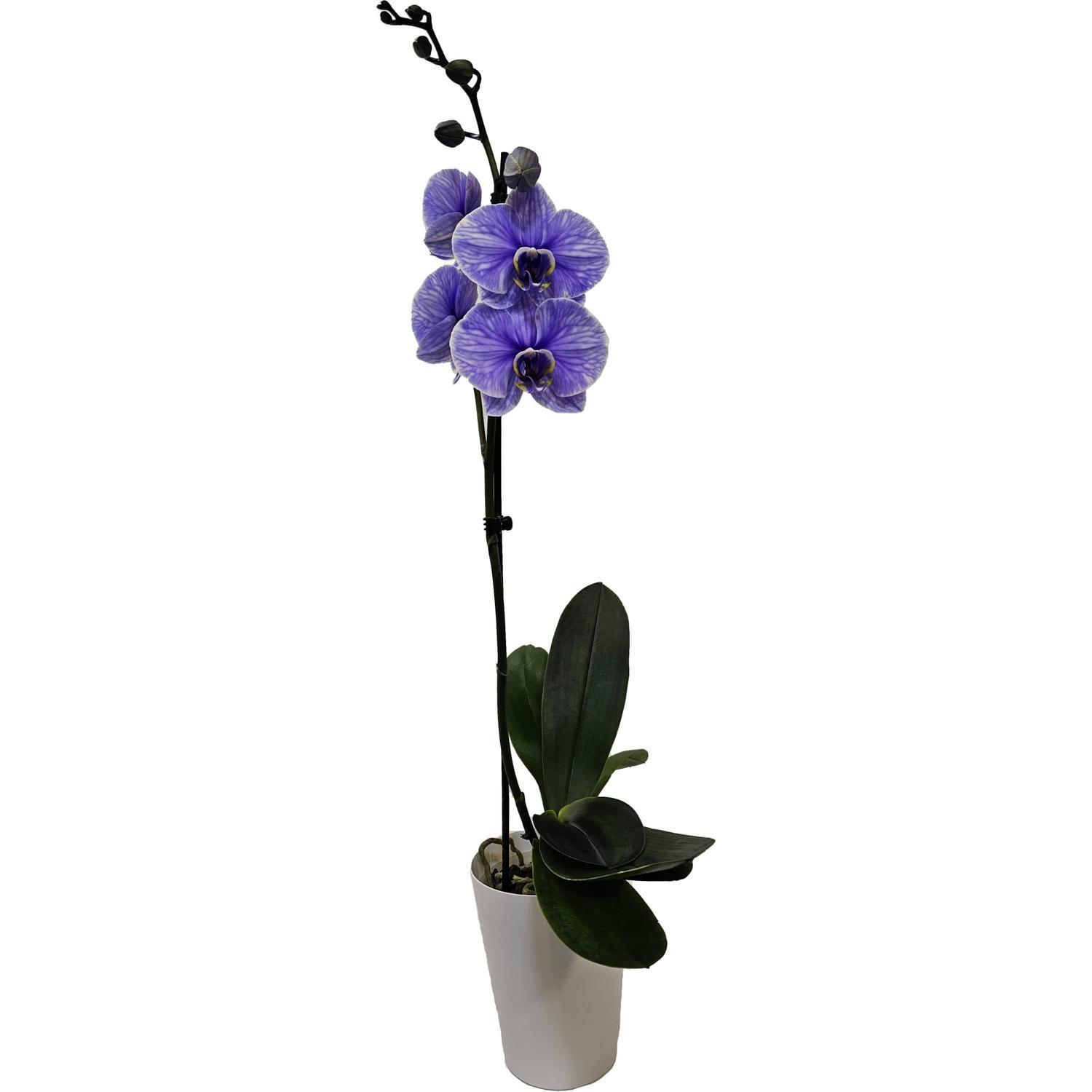 Watercolour Phalaenopsis Orchid