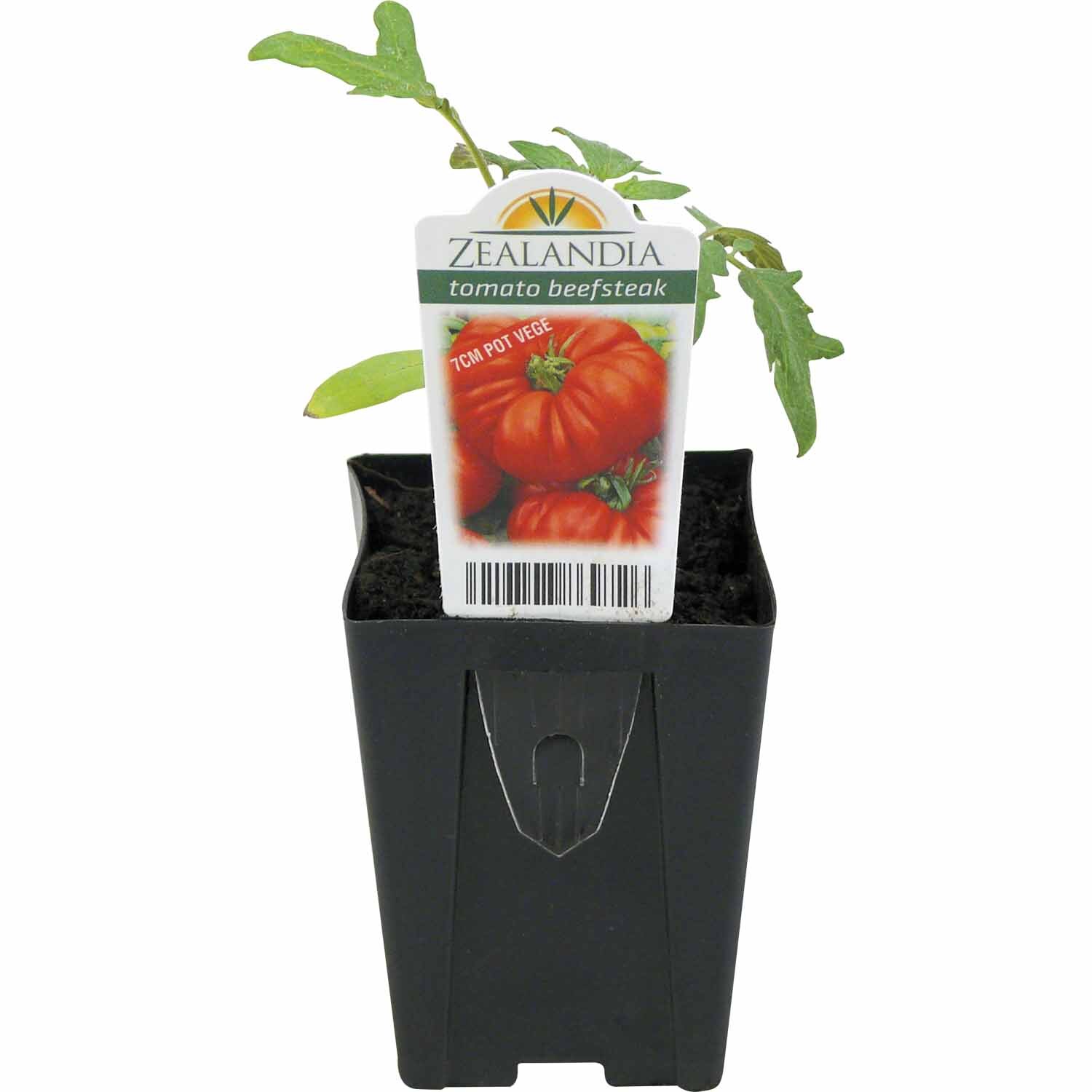 Tomato Beefsteak Black