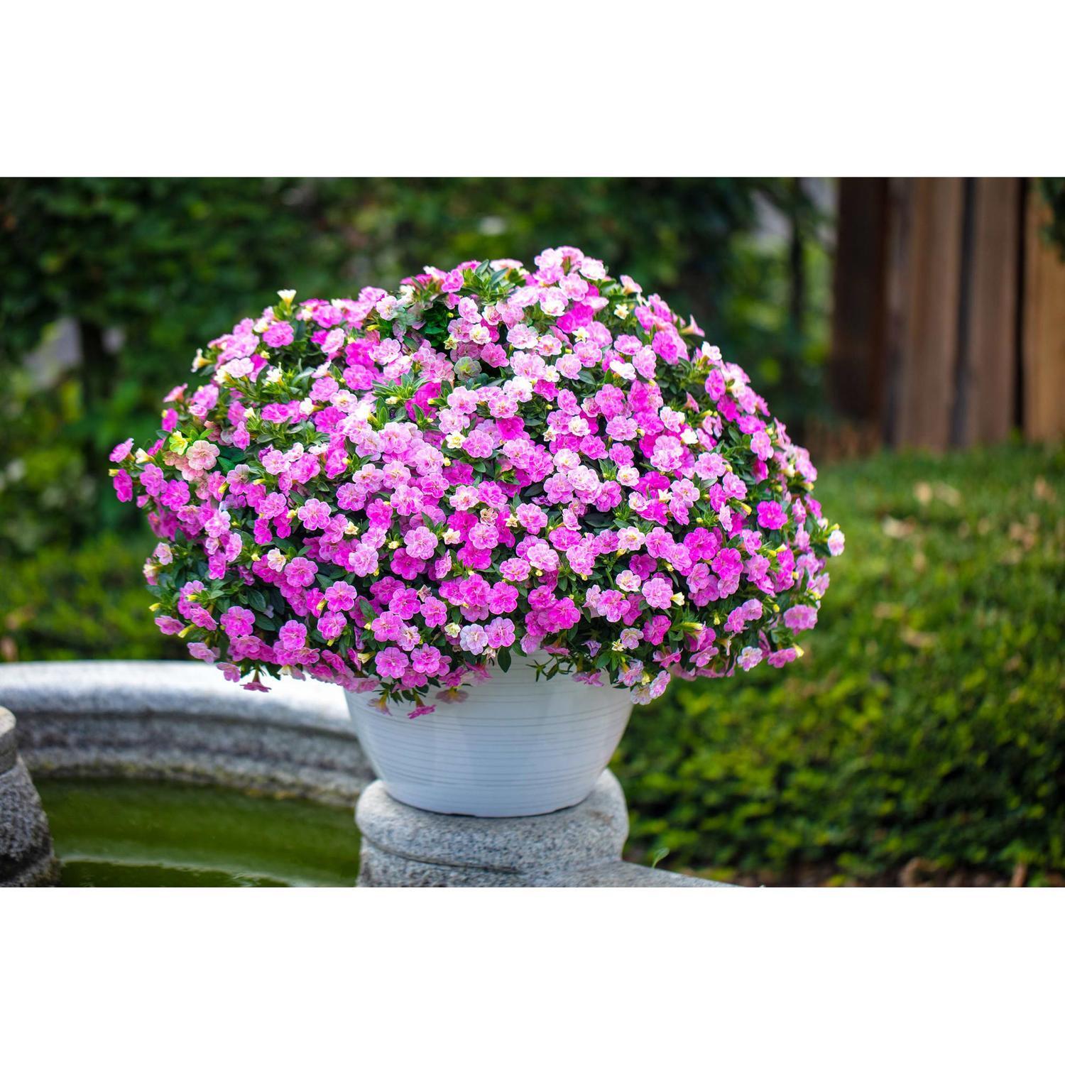 Calibrachoa Twinkled Pink 1.5 litre