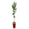 Washington Navel Orange 3 Litre 3L