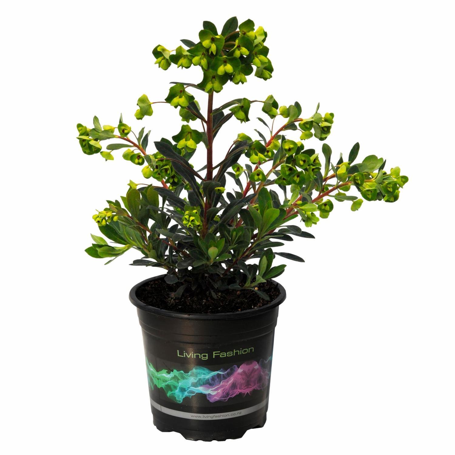 Euphorbia Ascot Jade