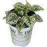 Hypoestes Hippo White 1 Litre