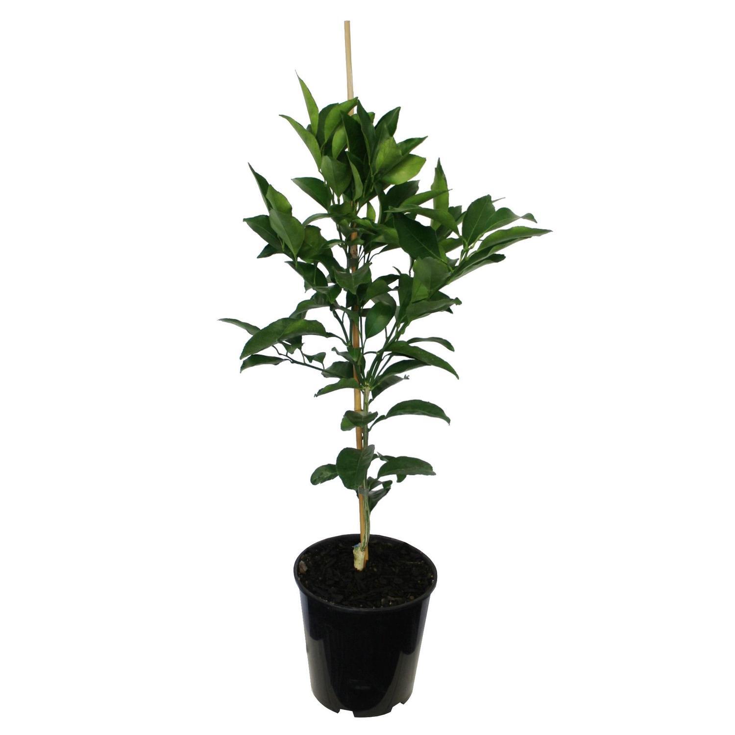Citrus Tangor Kiyomi
