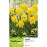 Daffodil Trumpet Gigantic Star 5 Pack