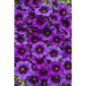 Calibrachoa Grape Punch