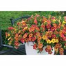 Calibrachoa Chameleon