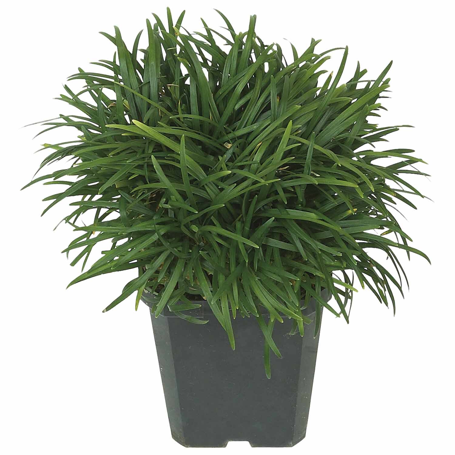 Ophiopogon Japonicus