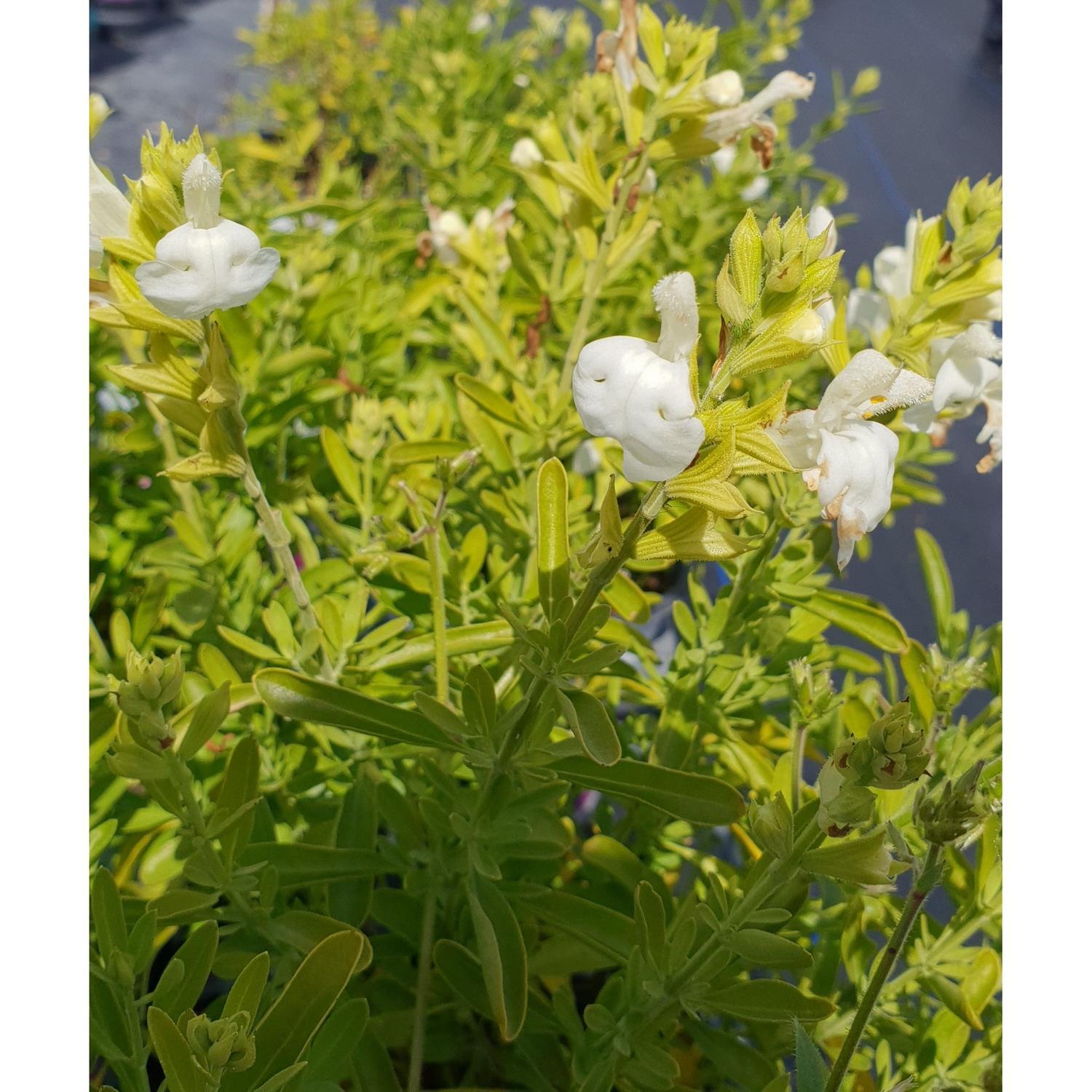 Salvia Snow White