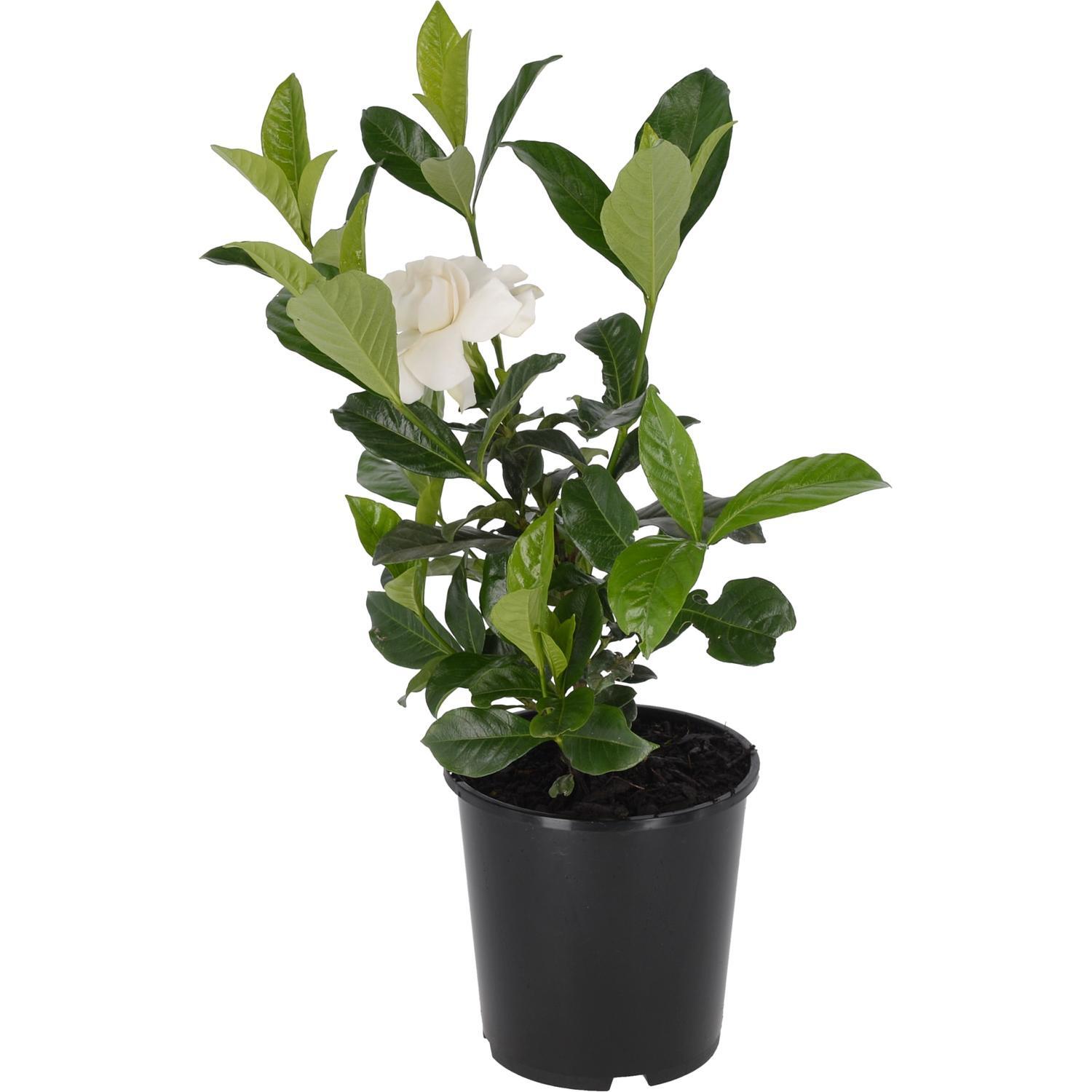 Gardenia True Love