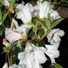 Rhododendron 'Princess Alice'