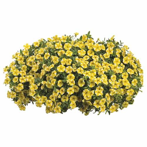 Calibrachoa Lemon Slice